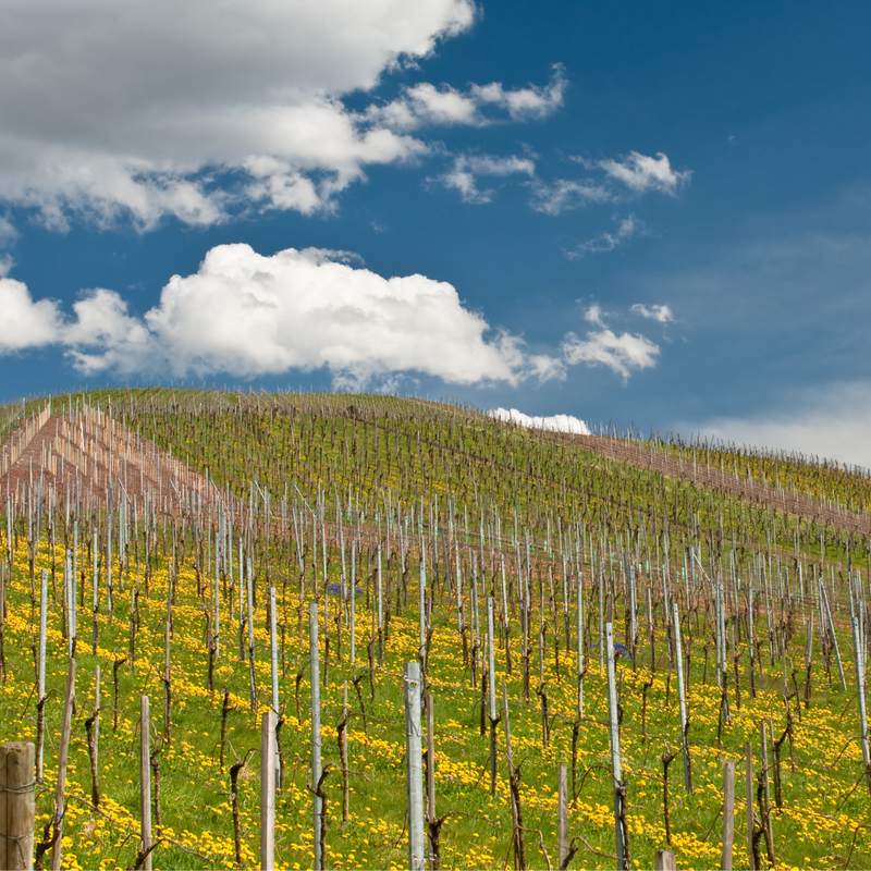 Winzer im Frühling: Aufbruchstimmung in den Weinbergen